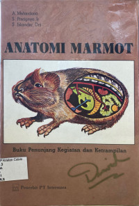 Image of Anatomi Marmot