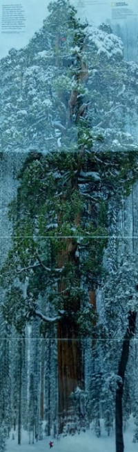 Image of Poster: Tree of Life: National Geographic